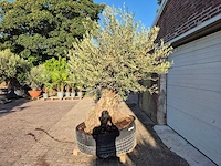 Olijfboom - olea europaea - 100 jaar oud - hoogte ca. 250 cm - afbeelding 4 van  6