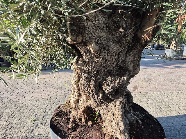 Olijfboom - olea europaea - 100 jaar oud - hoogte ca. 250 cm - afbeelding 5 van  6
