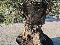 Olijfboom - olea europaea - 100 jaar oud - hoogte ca. 250 cm - afbeelding 5 van  6