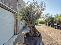 Olijfboom - olea europaea - 100 jaar oud - hoogte ca. 250 cm - afbeelding 6 van  6