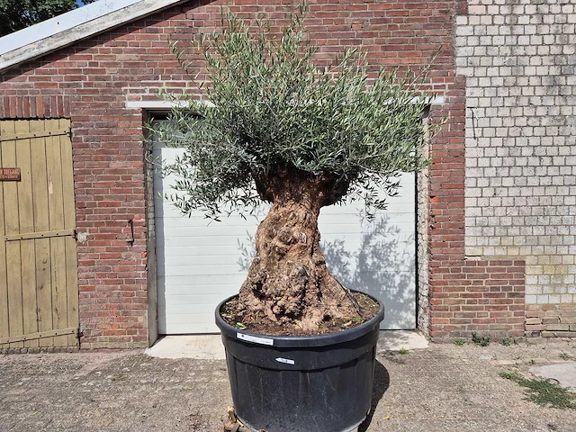 Olijfboom - olea europaea - 100 jaar oud - hoogte ca. 250 cm - afbeelding 1 van  6