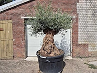 Olijfboom - olea europaea - 100 jaar oud - hoogte ca. 250 cm - afbeelding 1 van  6