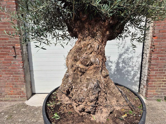 Olijfboom - olea europaea - 100 jaar oud - hoogte ca. 250 cm - afbeelding 2 van  6