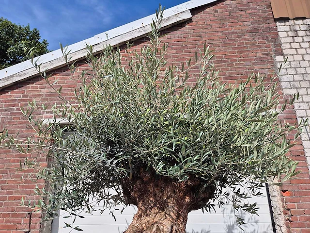 Olijfboom - olea europaea - 100 jaar oud - hoogte ca. 250 cm - afbeelding 3 van  6