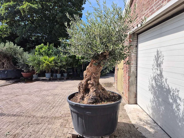Olijfboom - olea europaea - 100 jaar oud - hoogte ca. 250 cm - afbeelding 4 van  6