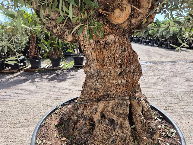 Olijfboom - olea europaea - 100 jaar oud - hoogte ca. 250 cm - afbeelding 5 van  6