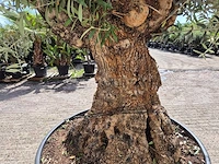 Olijfboom - olea europaea - 100 jaar oud - hoogte ca. 250 cm - afbeelding 5 van  6