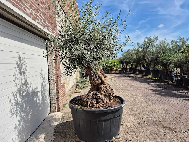 Olijfboom - olea europaea - 100 jaar oud - hoogte ca. 250 cm - afbeelding 6 van  6