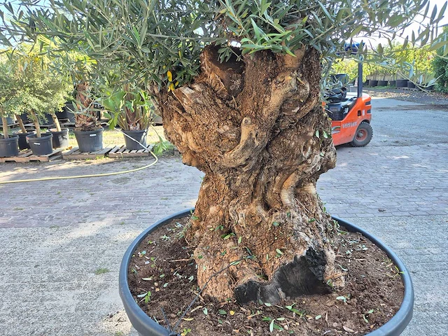 Olijfboom - olea europaea - 100 jaar oud - hoogte ca. 250 cm - afbeelding 5 van  7