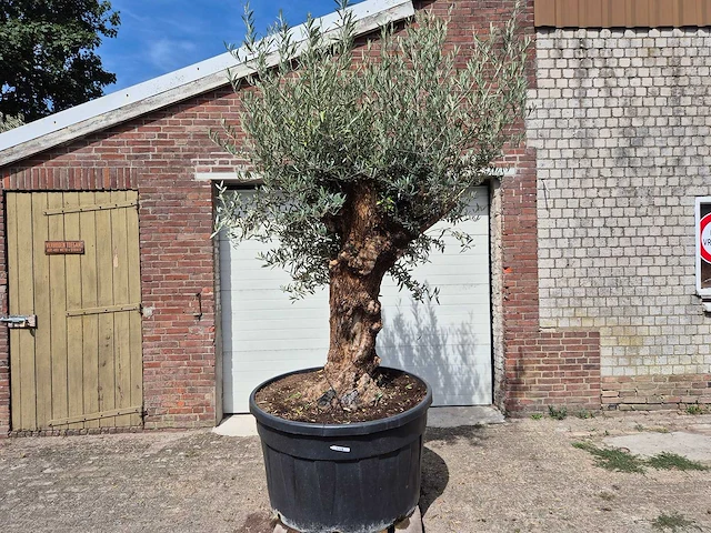 Olijfboom - olea europaea - 100 jaar oud - hoogte ca. 250 cm - afbeelding 1 van  6