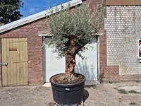 Olijfboom - olea europaea - 100 jaar oud - hoogte ca. 250 cm - afbeelding 1 van  6