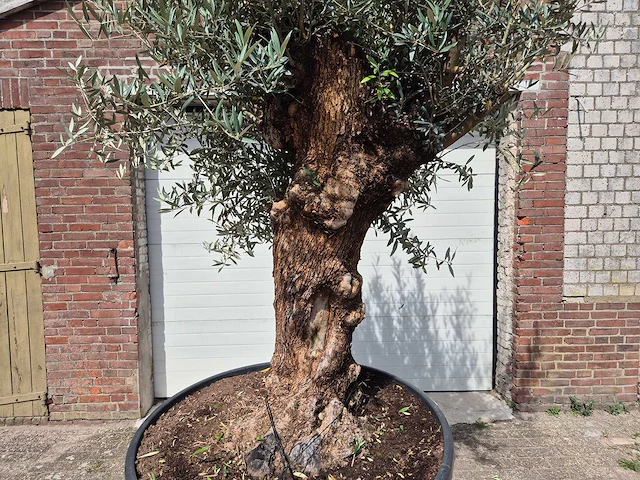 Olijfboom - olea europaea - 100 jaar oud - hoogte ca. 250 cm - afbeelding 2 van  6