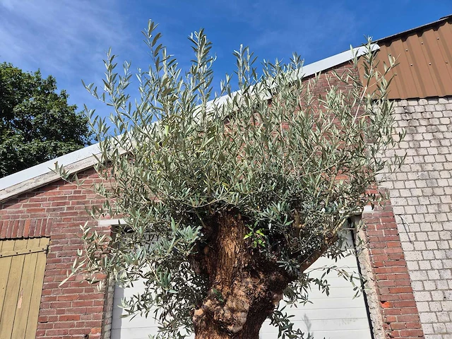 Olijfboom - olea europaea - 100 jaar oud - hoogte ca. 250 cm - afbeelding 3 van  6