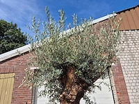 Olijfboom - olea europaea - 100 jaar oud - hoogte ca. 250 cm - afbeelding 3 van  6