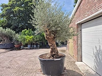 Olijfboom - olea europaea - 100 jaar oud - hoogte ca. 250 cm - afbeelding 4 van  6