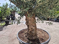 Olijfboom - olea europaea - 100 jaar oud - hoogte ca. 250 cm - afbeelding 5 van  6