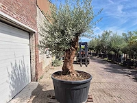Olijfboom - olea europaea - 100 jaar oud - hoogte ca. 250 cm - afbeelding 6 van  6