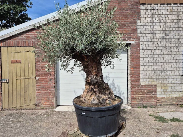 Olijfboom - olea europaea - 100 jaar oud - hoogte ca. 280 cm - afbeelding 1 van  8