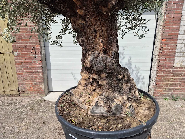 Olijfboom - olea europaea - 100 jaar oud - hoogte ca. 280 cm - afbeelding 2 van  8