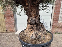 Olijfboom - olea europaea - 100 jaar oud - hoogte ca. 280 cm - afbeelding 2 van  8