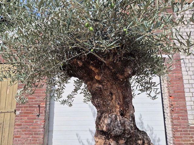 Olijfboom - olea europaea - 100 jaar oud - hoogte ca. 280 cm - afbeelding 3 van  8