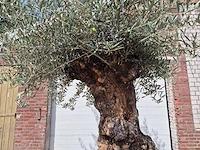 Olijfboom - olea europaea - 100 jaar oud - hoogte ca. 280 cm - afbeelding 3 van  8