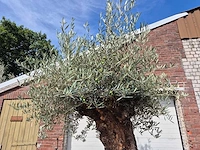 Olijfboom - olea europaea - 100 jaar oud - hoogte ca. 280 cm - afbeelding 4 van  8