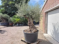 Olijfboom - olea europaea - 100 jaar oud - hoogte ca. 280 cm - afbeelding 5 van  8