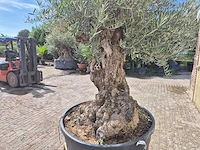 Olijfboom - olea europaea - 100 jaar oud - hoogte ca. 280 cm - afbeelding 6 van  8