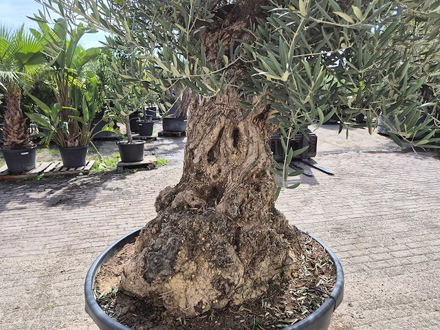Olijfboom - olea europaea - 100 jaar oud - hoogte ca. 280 cm - afbeelding 7 van  8