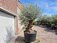Olijfboom - olea europaea - 100 jaar oud - hoogte ca. 280 cm - afbeelding 8 van  8