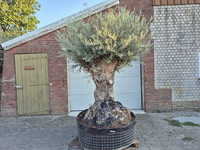 Olijfboom - olea europaea - 100 jaar oud - hoogte ca. 280 cm - afbeelding 1 van  7