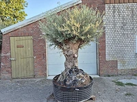 Olijfboom - olea europaea - 100 jaar oud - hoogte ca. 280 cm - afbeelding 1 van  7