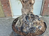 Olijfboom - olea europaea - 100 jaar oud - hoogte ca. 280 cm - afbeelding 2 van  7