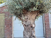 Olijfboom - olea europaea - 100 jaar oud - hoogte ca. 280 cm - afbeelding 3 van  7