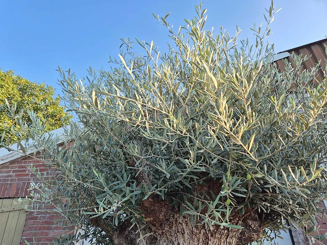 Olijfboom - olea europaea - 100 jaar oud - hoogte ca. 280 cm - afbeelding 4 van  7