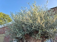 Olijfboom - olea europaea - 100 jaar oud - hoogte ca. 280 cm - afbeelding 4 van  7