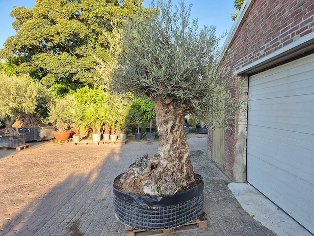 Olijfboom - olea europaea - 100 jaar oud - hoogte ca. 280 cm - afbeelding 5 van  7