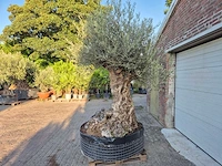 Olijfboom - olea europaea - 100 jaar oud - hoogte ca. 280 cm - afbeelding 5 van  7