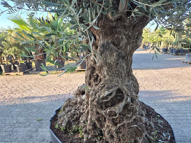 Olijfboom - olea europaea - 100 jaar oud - hoogte ca. 280 cm - afbeelding 6 van  7