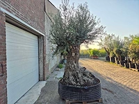 Olijfboom - olea europaea - 100 jaar oud - hoogte ca. 280 cm - afbeelding 7 van  7