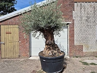 Olijfboom - olea europaea - 100 jaar oud - hoogte ca. 280 cm - afbeelding 1 van  8