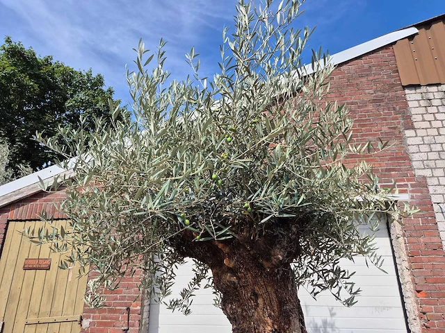 Olijfboom - olea europaea - 100 jaar oud - hoogte ca. 280 cm - afbeelding 4 van  8