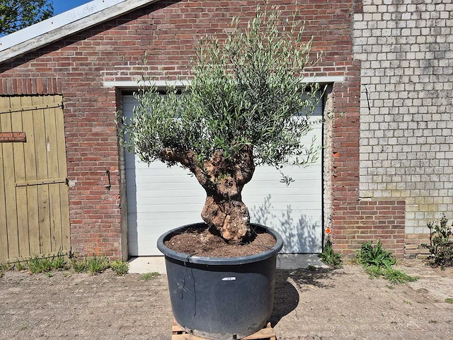 Olijfboom - olea europaea - 200 jaar oud - hoogte ca. 230 cm - afbeelding 1 van  7