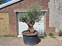Olijfboom - olea europaea - 200 jaar oud - hoogte ca. 230 cm - afbeelding 1 van  7