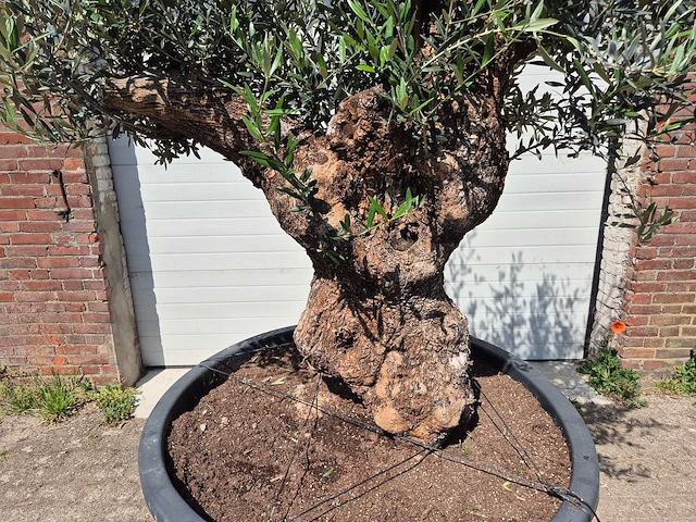 Olijfboom - olea europaea - 200 jaar oud - hoogte ca. 230 cm - afbeelding 2 van  7