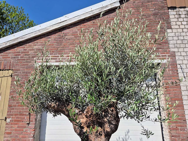 Olijfboom - olea europaea - 200 jaar oud - hoogte ca. 230 cm - afbeelding 3 van  7