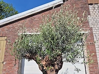 Olijfboom - olea europaea - 200 jaar oud - hoogte ca. 230 cm - afbeelding 3 van  7