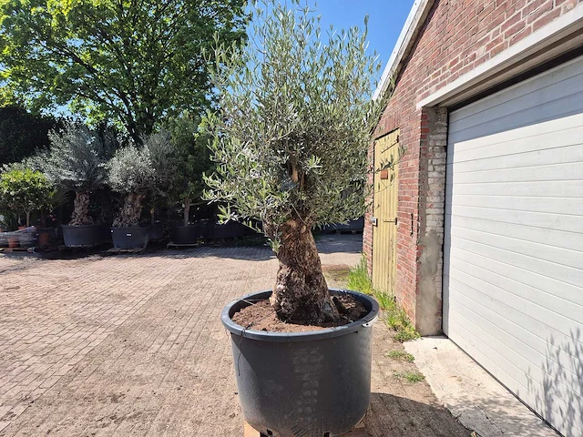 Olijfboom - olea europaea - 200 jaar oud - hoogte ca. 230 cm - afbeelding 4 van  7