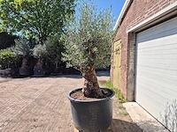 Olijfboom - olea europaea - 200 jaar oud - hoogte ca. 230 cm - afbeelding 4 van  7